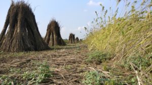 Hemp stems in a field after harvest