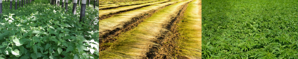 Images of biomass